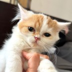 はるあ