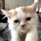 ちから