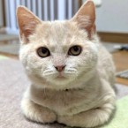 しぐれ