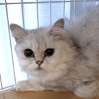 モズコ