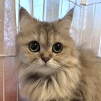 マテ