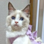 ちゃみこ