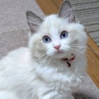 さすけ