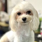 マノア