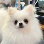 ミンネ