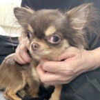 かりんこ