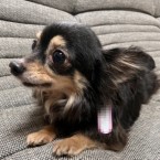 ゆうひ