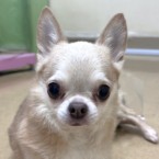 ロシュ