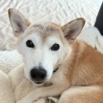 はぎの