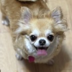 ナビ