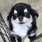 ルナ