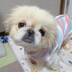 シロエ